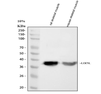 Western blot analysis of LIX1L using anti-LIX1L antibody. Lane 1: rat skeletal muscle tissue lysates, Lane 2: mouse skeletal muscle tissue lysates. After electrophoresis, proteins were transferred to a nitrocellulose membrane at 150 mA for 50-90 minutes. Blocked the membrane with 5% non-fat milk/TBS for 1.5 hour at RT. The membrane was incubated with rabbit anti-LIX1L antibody at 0.5 ug/ml overnight at 4oC, then washed with TBS-0.1%Tween 3 times with 5 minutes each and probed with a goat anti-rabbit IgG-HRP secondary antibody at a dilution of 1:5000 for 1.5 hour at RT. The signal was developed using enhanced chemiluminescent. A specific band was detected for LIX1L at approximately 37 kDa. The expected molecular weight of LIX1L is ~37 kDa.