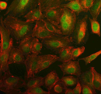 Immunofluorescent staining of SYT17 using anti-SYT17 antibody (green) and anti-Beta Tubulin antibody (red). SYT17 was detected in an immunocytochemical section of cells. Enzyme antigen retrieval was performed using IHC enzyme antigen retrieval reagent for 15 mins. The cells were blocked with 10% goat serum. And then incubated with 5 ug/ml rabbit anti-SYT17 antibody and mouse anti-Beta Tubulin antibody overnight at 4oC. DyLight 488 Conjugated Goat Anti-Rabbit IgG and Cy3 Conjugated Goat Anti-Mouse IgG were used as secondary antibody at 1:500 dilution and incubated for 30 minutes at 37oC. Visualize using a fluorescence microscope and filter sets appropriate for the label used.
