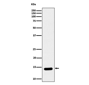 Western blot analysis of Histone H2B (crotonyl K12) expression in HeLa cell lysate using Histone H2B (crotonyl K12) antibody. Predicted molecular weight ~14 kDa.