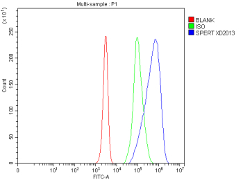 Flow Cytometry analysis of Jurkat cells using anti-CBY2 antibody. Overlay histogram showing Jurkat cells stained with (Blue line). To facilitate intracellular staining, cells were fixed with 4% paraformaldehyde and permeabilized with permeabilization buffer. The cells were blocked with 10% normal goat serum. And then incubated with rabbit anti-CBY2 antibody (1 ug/million cells) for 30 min at 20oC. DyLight 488 conjugated goat anti-rabbit IgG (5-10 ug/million cells) was used as secondary antibody for 30 minutes at 20oC. Isotype control antibody (Green line) was rabbit IgG (1 ug/million cells) used under the same conditions. Unlabelled sample without incubation with primary antibody and secondary antibody (Red line) was used as a blank control.