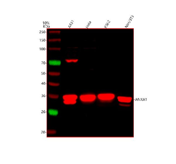 Western blot analysis of Annexin using anti-Annexin antibody. Lane 1: human whole cell lysates, Lane 2: human Hela whole cell lysates, Lane 3: human K562 whole cell lysates, Lane 4: human NIH/3T3 whole cell lysates. After electrophoresis, proteins were transferred to a nitrocellulose membrane at 150 mA for 50-90 minutes. Blocked the membrane with 5% non-fat milk/TBS for 1.5 hour at RT. The membrane was incubated with rabbit anti-Annexin antibody at 0.5 ug/ml overnight at 4oC, then washed with TBS-0.1%Tween 3 times with 5 minutes each and probed with a goat anti-rabbit IgG-DyLight 647 Conjugated secondary antibody at a dilution of 1:2000 for 1.5 hour at RT. A characteristic doublet is observed near ~38 kDa, corresponding to phosphorylated and unmodified or N-terminally cleaved forms of Annexin A1, as reported in the literature.