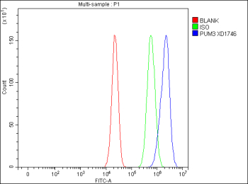 Flow Cytometry analysis of cells using anti-PUM3 antibody. Overlay histogram showing cells stained with (Blue line). To facilitate intracellular staining, cells were fixed with 4% paraformaldehyde and permeabilized with permeabilization buffer. The cells were blocked with 10% normal goat serum. And then incubated with rabbit anti-PUM3 antibody (1 ug/million cells) for 30 min at 20oC. DyLight 488 conjugated goat anti-rabbit IgG (5-10 ug/million cells) was used as secondary antibody for 30 minutes at 20oC. Isotype control antibody (Green line) was rabbit IgG (1 ug/million cells) used under the same conditions. Unlabelled sample without incubation with primary antibody and secondary antibody (Red line) was used as a blank control.