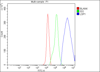 Flow Cytometry analysis of U937 cells using anti-LSP1 antibody. Overlay histogram showing U937 cells stained with (Blue line). The cells were fixed with 4% paraformaldehyde and blocked with 10% normal goat serum. And then incubated with rabbit anti-LSP1 antibody (1 ug/million cells) for 30 min at 20oC. DyLight 488 conjugated goat anti-rabbit IgG (5-10 ug/million cells) was used as secondary antibody for 30 minutes at 20oC. Isotype control antibody (Green line) was rabbit IgG (1 ug/million cells) used under the same conditions. Unlabelled sample (Red line) was also used as a control.