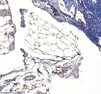 Immunohistochemical staining of SERPINA12 using anti-SERPINA12 antibody. SERPINA12 was detected in a paraffin-embedded section of adipose of mouse ovary tissue. Heat mediated antigen retrieval was performed in EDTA buffer (pH 8.0, epitope retrieval solution). The tissue section was blocked with 10% goat serum. The tissue section was then incubated with 2 ug/ml rabbit anti-SERPINA12 antibody overnight at 4oC. Peroxidase Conjugated Goat Anti-rabbit IgG was used as secondary antibody and incubated for 30 minutes at 37oC. The tissue section was developed using an HRP secondary and DAB substrate.