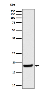 Western blot analysis of eIF1A expression in human HeLa cell lysate using EIF1AX antibody. Predicted molecular weight ~16 kDa.