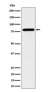 Western blot analysis of PRMT7 expression in human HeLa cell lysate. Predicted molecular weight ~78 kDa.