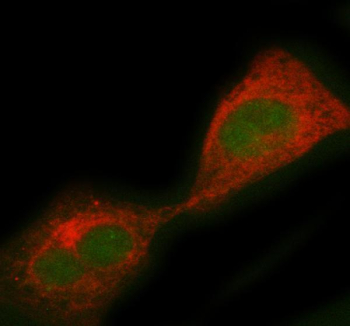 Immunofluorescent staining of PCBD1 using anti-PCBD1 antibody (green) and anti-Beta Tubulin antibody (red). PCBD1 was detected in immunocytochemical section of HELA cell. Enzyme antigen retrieval was performed using IHC enzyme antigen retrieval reagent for 15 mins. The cells were blocked with 10% goat serum. And then incubated with 5 ug/ml rabbit anti-PCBD1 antibody and mouse anti-Beta Tubulin antibody overnight at 4oC. DyLight 488 Conjugated Goat Anti-Rabbit IgG and Cy3 Conjugated Goat Anti-Mouse IgG were used as secondary antibody at 1:500 dilution and incubated for 30 minutes at 37oC. Visualize using a fluorescence microscope and filter sets appropriate for the label used.