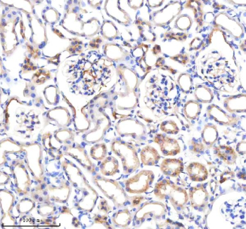 Immunohistochemical staining of P3H2 using anti-P3H2 antibody. P3H2 was detected in a paraffin-embedded section of mouse kidney tissue. Heat mediated antigen retrieval was performed in EDTA buffer (pH 8.0, epitope retrieval solution). The tissue section was blocked with 10% goat serum. The tissue section was then incubated with 2 ug/ml rabbit anti-P3H2 antibody overnight at 4oC. Peroxidase Conjugated Goat Anti-rabbit IgG was used as secondary antibody and incubated for 30 minutes at 37oC. The tissue section was developed using an HRP secondary and DAB substrate.