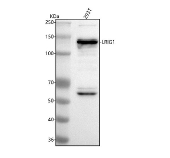 Western blot analysis of LRIG1 using anti-LRIG1 antibody. Lane 1: human 293T whole cell lysates. After electrophoresis, proteins were transferred to a nitrocellulose membrane at 150 mA for 50-90 minutes. Blocked the membrane with 5% non-fat milk/TBS for 1.5 hour at RT. The membrane was incubated with rabbit anti-LRIG1 antibody at 0.5 ug/ml overnight at 4oC, then washed with TBS-0.1%Tween 3 times with 5 minutes each and probed with a goat anti-rabbit IgG-HRP secondary antibody at a dilution of 1:5000 for 1.5 hour at RT. The signal was developed using enhanced chemiluminescent. A predominant band is observed at ~140-145 kDa, consistent with the mature glycosylated receptor (predicted ~119 kDa). A ~60 kDa doublet is also detected, consistent with glycosylated ectodomain cleavage products of LRIG1.
