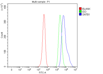 Flow Cytometry analysis of human JK cells using anti-SNTB1 antibody. Overlay histogram showing JK cells stained with (Blue line). To facilitate intracellular staining, cells were fixed with 4% paraformaldehyde and permeabilized with permeabilization buffer. The cells were blocked with 10% normal goat serum. And then incubated with rabbit anti-SNTB1 antibody (1 ug/million cells) for 30 min at 20oC. DyLight 488 conjugated goat anti-rabbit IgG (5-10 ug/million cells) was used as secondary antibody for 30 minutes at 20oC. Isotype control antibody (Green line) was rabbit IgG (1 ug/million cells) used under the same conditions. Unlabelled sample (Red line) was also used as a control.