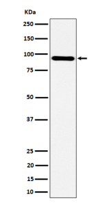 Western blot analysis of TNS4 expression in human HepG2 cell lysate using TNS4 antibody. A predominant band is observed at ~90 kDa, consistent with full-length TNS4/Cten migrating above its predicted ~78-80 kDa due to post-translational modification and gel mobility effects; lower fragments, when present, likely reflect caspase-dependent cleavage.