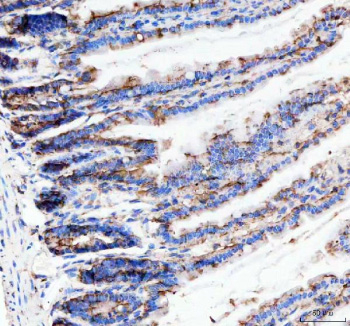 Immunohistochemical staining of Neurokinin 1 Receptor using anti-NKR1 antibody. Neurokinin 1 Receptor was detected in a paraffin-embedded section of mouse colon tissue. Heat mediated antigen retrieval was performed in EDTA buffer (pH 8.0, epitope retrieval solution). The tissue section was blocked with 10% goat serum. The tissue section was then incubated with 1:50 rabbit anti-NKR1 antibody overnight at 4oC. Peroxidase Conjugated Goat Anti-rabbit IgG was used as secondary antibody and incubated for 30 minutes at 37oC. The tissue section was developed using an HRP secondary and DAB substrate.