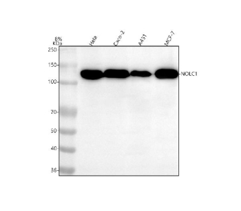 Western blot analysis of NOLC1 using anti-NOLC1 antibody. Lane 1: human Hela whole cell lysates, Lane 2: human CACO-2 whole cell lysates, Lane 3: human whole cell lysates, Lane 4: human MCF-7 whole cell lysates. After electrophoresis, proteins were transferred to a nitrocellulose membrane at 150 mA for 50-90 minutes. Blocked the membrane with 5% non-fat milk/TBS for 1.5 hour at RT. The membrane was incubated with rabbit anti-NOLC1 antibody at 1:500 overnight at 4oC, then washed with TBS-0.1%Tween 3 times with 5 minutes each and probed with a goat anti-rabbit IgG-HRP secondary antibody at a dilution of 1:500 for 1.5 hour at RT. The signal was developed using enhanced chemiluminescent. NOLC1 western blot across human cell lines shows a predominant band at ~130 kDa. Although the predicted mass is ~74 kDa, NOLC1/Nopp140 is highly acidic and heavily phosphorylated, causing it to migrate markedly above its theoretical size on SDS-PAGE.