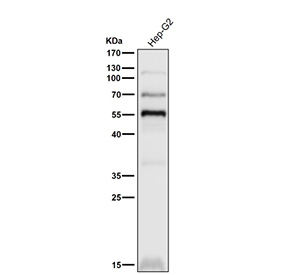 Human HepG2 cell lysate western blot tested with the PPAR gamma antibody at 1:3000 dilution for 1 hour at room temperature. Predicted molecular weight: 54-57 kDa.