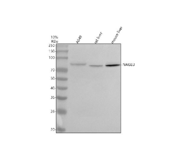Western blot analysis of NAGLU using anti-NAGLU antibody. Lane 1: human whole cell lysates, Lane 2: rat liver tissue lysates, Lane 3: mouse liver tissue lysates. After electrophoresis, proteins were transferred to a nitrocellulose membrane at 150 mA for 50-90 minutes. Blocked the membrane with 5% non-fat milk/TBS for 1.5 hour at RT. The membrane was incubated with rabbit anti-NAGLU antibody at 0.5 ug/ml overnight at 4oC, then washed with TBS-0.1%Tween 3 times with 5 minutes each and probed with a goat anti-rabbit IgG-HRP secondary antibody at a dilution of 1:5000 for 1.5 hour at RT. The signal was developed using enhanced chemiluminescent. A specific band was detected for NAGLU at approximately 82 kDa. The expected molecular weight of NAGLU is ~82 kDa.