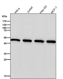 All lanes use the PSMC4 antibody at 1:3000 dilution for 1 hour at room temperature. Predicted molecular weight: 44-47 kDa (multiple isoforms).