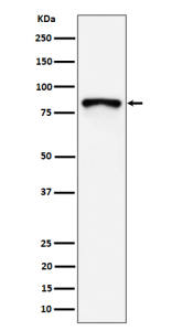 Western blot analysis of MS4A14 expression in human MCF7 cell lysate using MS4A14 antibody. Predicted molecular weight ~77 kDa.