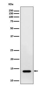 Western blot analysis of RNF7 expression in human HepG2 cell lysate. Predicted molecular weight ~13 kDa.