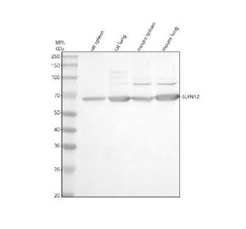 Western blot analysis of SLFN12 using anti-SLFN12 antibody. Electrophoresis was performed on a 10% SDS-PAGE gel at 80V (Stacking gel) / 120V (Resolving gel) for 2 hours. Lane 1: rat spleen tissue lysates, Lane 2: rat lung tissue lysates, Lane 3: mouse spleen tissue lysates, Lane 4: mouse lung tissue lysates. After electrophoresis, proteins were transferred to a nitrocellulose membrane at 150 mA for 50-90 minutes. Blocked the membrane with 5% non-fat milk/TBS for 1.5 hour at RT. The membrane was incubated with rabbit anti-SLFN12 antibody at 0.5 ug/ml overnight at 4oC, then washed with TBS-0.1%Tween 3 times with 5 minutes each and probed with a goat anti-rabbit IgG-HRP secondary antibody at a dilution of 1:5000 for 1.5 hour at RT. The signal was developed using an ECL Plus Western Blotting Substrate. A specific band was detected for SLFN12 at approximately 67 kDa. The expected molecular weight of SLFN12 is ~67 kDa.