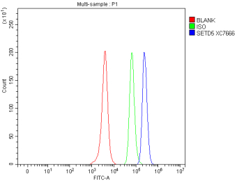 Flow Cytometry analysis of SH-SY5Y cells using anti-SETD5 antibody. Overlay histogram showing SH-SY5Y cells stained with (Blue line). To facilitate intracellular staining, cells were fixed with 4% paraformaldehyde and permeabilized with permeabilization buffer. The cells were blocked with 10% normal goat serum. And then incubated with rabbit anti-SETD5 antibody (1 ug/million cells) for 30 min at 20oC. DyLight 488 conjugated goat anti-rabbit IgG (5-10 ug/million cells) was used as secondary antibody for 30 minutes at 20oC. Isotype control antibody (Green line) was rabbit IgG (1 ug/million cells) used under the same conditions. Unlabelled sample without incubation with primary antibody and secondary antibody (Red line) was used as a blank control.