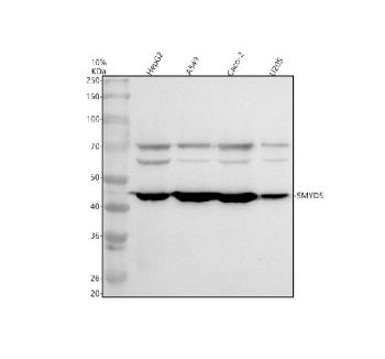 Western blot analysis of SMYD5 using anti-SMYD5 antibody. Electrophoresis was performed on a 10% SDS-PAGE gel at 80V (Stacking gel) / 120V (Resolving gel) for 2 hours. Lane 1: human HepG2 whole cell lysates, Lane 2: human whole cell lysates, Lane 3: human Caco-2 whole cell lysates, Lane 4: human U2OS whole cell lysates. After electrophoresis, proteins were transferred to a nitrocellulose membrane at 150 mA for 50-90 minutes. Blocked the membrane with 5% non-fat milk/TBS for 1.5 hour at RT. The membrane was incubated with rabbit anti-SMYD5 antibody at 0.5 ug/ml overnight at 4oC, then washed with TBS-0.1%Tween 3 times with 5 minutes each and probed with a goat anti-rabbit IgG-HRP secondary antibody at a dilution of 1:5000 for 1.5 hour at RT. The signal was developed using an ECL Plus Western Blotting Substrate. A strong ~47 kDa band is detected with additional species at ~60-65 kDa and ~70 kDa. The higher bands are consistent with post-translationally modified SMYD5, particularly ubiquitinated and SUMOylated forms, which add ~8-12 kDa per moiety and yield discrete higher-migrating species, as reported for ubiquitin/SUMO mobility shifts in western blot analyses.