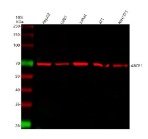 Western blot analysis of ABCE1 using anti-ABCE1 antibody. Lane 1: human HepG2 whole cell lysates, Lane 2: human U20S whole cell lysates, Lane 3: human Jurkat whole cell lysates, Lane 4: mouse 4T1 whole cell lysates, Lane 5: mouse NIH/3T3 whole cell lysates. After electrophoresis, proteins were transferred to a nitrocellulose membrane at 150 mA for 50-90 minutes. Blocked the membrane with 5% non-fat milk/TBS for 1.5 hour at RT. The membrane was incubated with rabbit anti-ABCE1 antibody at 0.5 ug/ml overnight at 4oC, then washed with TBS-0.1%Tween 3 times with 5 minutes each and probed with a goat anti-rabbit IgG-DyLight 647 Conjugated secondary antibody at a dilution of 1:2000 for 1.5 hour at RT. A specific band was detected for ABCE1 at approximately 67 kDa. The expected molecular weight of ABCE1 is at 67 kDa.