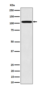Western blot analysis of Nup107 expression in human 293 cell lysate using NUP107 antibody. Expected molecular weight ~107 kDa.