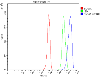 Flow Cytometry analysis of HepG2 cells using anti-SNTA1 antibody. Overlay histogram showing HepG2 cells stained with (Blue line). To facilitate intracellular staining, cells were fixed with 4% paraformaldehyde and permeabilized with permeabilization buffer. The cells were blocked with 10% normal goat serum. And then incubated with rabbit anti-SNTA1 antibody (1 ug/million cells) for 30 min at 20oC. DyLight 488 conjugated goat anti-rabbit IgG (5-10 ug/million cells) was used as secondary antibody for 30 minutes at 20oC. Isotype control antibody (Green line) was rabbit IgG (1 ug/million cells) used under the same conditions. Unlabelled sample without incubation with primary antibody and secondary antibody (Red line) was used as a blank control.