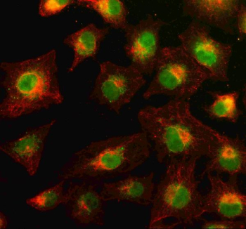 Immunofluorescent staining of PYK2/PTK2B using anti-PTK2B antibody (green)) and anti-Beta Tubulin antibody (red). PYK2/PTK2B was detected in an immunocytochemical section of cells. Enzyme antigen retrieval was performed using IHC enzyme antigen retrieval reagent for 15 mins. The cells were blocked with 10% goat serum. And then incubated with 5 ug/ml rabbit anti-PTK2B antibody and mouse anti-Beta Tubulin antibody overnight at 4oC. DyLight 488 Conjugated Goat Anti-Rabbit IgG and Cy3 Conjugated Goat Anti-Mouse IgG were used as secondary antibody at 1:500 dilution and incubated for 30 minutes at 37oC. Visualize using a fluorescence microscope and filter sets appropriate for the label used.