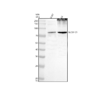 Western blot analysis of SLCO1C1 using anti-SLCO1C1 antibody. Electrophoresis was performed on a 10% SDS-PAGE gel at 80V (Stacking gel) / 120V (Resolving gel) for 2 hours. Lane 1: human U251 whole cell lysates, Lane 2: rat C6 whole cell lysates. After electrophoresis, proteins were transferred to a nitrocellulose membrane at 150 mA for 50-90 minutes. Blocked the membrane with 5% non-fat milk/TBS for 1.5 hour at RT. The membrane was incubated with rabbit anti-SLCO1C1 antibody at 0.5 ug/ml overnight at 4oC, then washed with TBS-0.1%Tween 3 times with 5 minutes each and probed with a goat anti-rabbit IgG-HRP secondary antibody at a dilution of 1:5000 for 1.5 hour at RT. The signal was developed using an ECL Plus Western Blotting Substrate. A main band at ~79 kDa is detected as expected, with an additional ~250 kDa species in C6 lysate. The higher band is consistent with glycosylated, disulfide-linked oligomers or aggregation-resistant complexes of this multi-pass transporter, a behavior commonly reported for OATP family proteins.