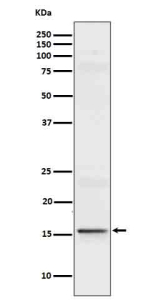 Western blot analysis of recombinant Interleukin 9 using IL9 antibody.