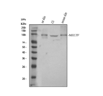Western blot analysis of MELTF using anti-MELTF antibody. Lane 1: rat skin tissue lysates, Lane 2: rat C6 whole cell lysates, Lane 3: mouse skin tissue lysates. After electrophoresis, proteins were transferred to a nitrocellulose membrane at 150 mA for 50-90 minutes. Blocked the membrane with 5% non-fat milk/TBS for 1.5 hour at RT. The membrane was incubated with rabbit anti-MELTF antibody at 0.5 ug/ml overnight at 4oC, then washed with TBS-0.1%Tween 3 times with 5 minutes each and probed with a goat anti-rabbit IgG-HRP secondary antibody at a dilution of 1:5000 for 1.5 hour at RT. The signal was developed using enhanced chemiluminescent. A single band is detected at ~90 kDa in rat and mouse samples, running above the ~80 kDa prediction. The higher migration is consistent with the mature, heavily N-glycosylated and GPI-anchored forms of melanotransferrin commonly observed in rodent tissues.