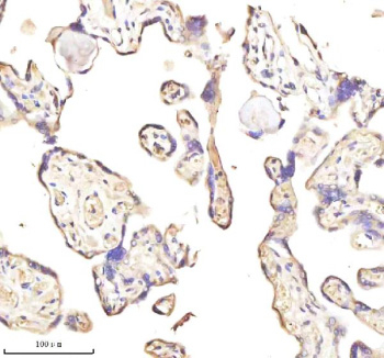 Immunohistochemical staining of MEST using anti-MEST antibody. MEST was detected in a paraffin-embedded section of human placenta tissue. Heat mediated antigen retrieval was performed in EDTA buffer (pH 8.0, epitope retrieval solution). The tissue section was blocked with 10% goat serum. The tissue section was then incubated with 2 ug/ml rabbit anti-MEST antibody overnight at 4oC. Peroxidase Conjugated Goat Anti-rabbit IgG was used as secondary antibody and incubated for 30 minutes at 37oC. The tissue section was developed using an HRP secondary and DAB substrate.