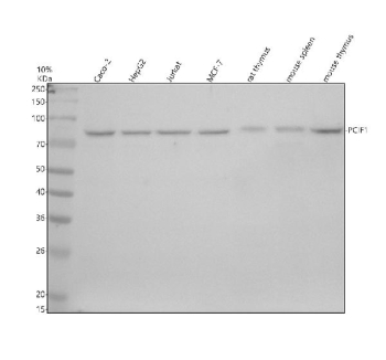 Western blot analysis of PCIF1 using anti-PCIF1 antibody. Electrophoresis was performed on a 10% SDS-PAGE gel at 80V (Stacking gel) / 120V (Resolving gel) for 2 hours. Lane 1: human Caco-2 whole cell lysates, Lane 2: human HepG2 whole cell lysates, Lane 3: human Jurkat whole cell lysates, Lane 4: human MCF-7 whole cell lysates, Lane 5: rat thymus tissue lysates, Lane 6: mouse spleen tissue lysates, Lane 7: mouse thymus tissue lysates. After electrophoresis, proteins were transferred to a nitrocellulose membrane at 150 mA for 50-90 minutes. Blocked the membrane with 5% non-fat milk/TBS for 1.5 hour at RT. The membrane was incubated with rabbit anti-PCIF1 antibody at 0.5 ug/ml overnight at 4oC, then washed with TBS-0.1%Tween 3 times with 5 minutes each and probed with a goat anti-rabbit IgG-HRP secondary antibody at a dilution of 1:5000 for 1.5 hour at RT. The signal was developed using an ECL Plus Western Blotting Substrate. A specific band was detected for PCIF1 at approximately 81 kDa. The expected molecular weight of PCIF1 is ~81 kDa.