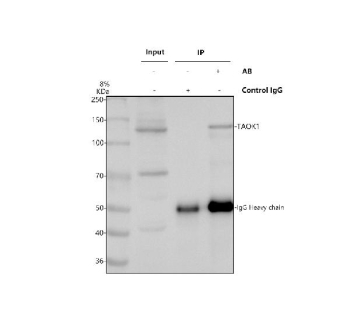 Immunoprecipitating TAOK1 in Hela whole cell lysate. Western blot analysis of TAOK1 using anti-TAOK1 antibody. Lane 1: Hela whole cell lysates (30ug), Lane 2: Rabbit control IgG instead of anti-TAOK1 antibody in Hela whole cell lysate, Lane 3: anti-TAOK1 antibody (2ug) + Hela whole cell lysate (500ug). After electrophoresis, proteins were transferred to a membrane. Then the membrane was incubated with rabbit anti-TAOK1 antibody at a dilution of 0.5 ug/ml and probed with a goat anti-rabbit IgG-HRP secondary antibody. The signal is developed using ECL Plus Western Blotting Substrate. A predominant band is detected at ~130 kDa, higher than the ~116 kDa prediction. The upward shift is consistent with hyperphosphorylated TAOK1, which migrates slower on SDS-PAGE.
