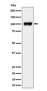 Western blot analysis of Nesprin 3 expression in human 293 cell lysate using SYNE3 antibody. A single band is detected at ~100 kDa, running slightly below the ~112 kDa prediction. The migration is consistent with the reported nesprin-3 isoform pattern (long form ~108-112 kDa, short form ~95-105 kDa) and the faster apparent mobility of coiled-coil nesprins on SDS-PAGE.