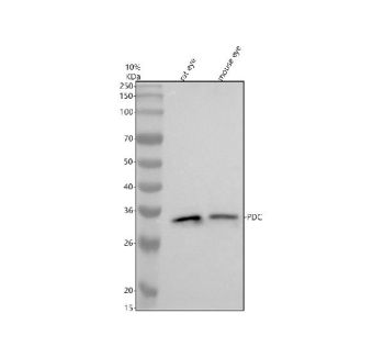 Western blot analysis of PDC using anti-PDC antibody. Electrophoresis was performed on a 10% SDS-PAGE gel at 80V (Stacking gel) / 120V (Resolving gel) for 2 hours. Lane 1: rat eye tissue lysates, Lane 2: mouse eye tissue lysates. After electrophoresis, proteins were transferred to a nitrocellulose membrane at 150 mA for 50-90 minutes. Blocked the membrane with 5% non-fat milk/TBS for 1.5 hour at RT. The membrane was incubated with rabbit anti-PDC antibody at 0.5 ug/ml overnight at 4oC, then washed with TBS-0.1%Tween 3 times with 5 minutes each and probed with a goat anti-rabbit IgG-HRP secondary antibody at a dilution of 1:5000 for 1.5 hour at RT. The signal was developed using an ECL Plus Western Blotting Substrate. A specific band was detected for PDC at approximately 28 kDa. The expected molecular weight of PDC is ~28 kDa.