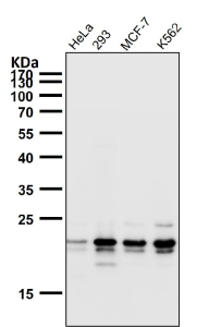 Western blot testing of human samples using the HN1 antibody at 1:1000 dilution for 1 hour at room temperature. Predicted molecular weight: 16-20 kDa (two isoforms).