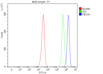Flow Cytometry analysis of JK cells using anti-PEX19 antibody. Overlay histogram showing JK cells stained with (Blue line). To facilitate intracellular staining, cells were fixed with 4% paraformaldehyde and permeabilized with permeabilization buffer. The cells were blocked with 10% normal goat serum. And then incubated with rabbit anti-PEX19 antibody (1 ug/million cells) for 30 min at 20oC. DyLight 488 conjugated goat anti-rabbit IgG (5-10 ug/million cells) was used as secondary antibody for 30 minutes at 20oC. Isotype control antibody (Green line) was rabbit IgG (1 ug/million cells) used under the same conditions. Unlabelled sample (Red line) was also used as a control.