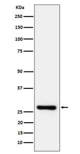 Western blot analysis of TRAIL R3 expression in human Jurkat cell lysate using TRAIL R3 antibody. Predicted molecular weight ~27 kDa.