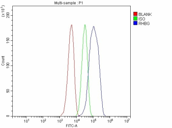 Flow Cytometry analysis of HepG2 cells using anti-RHBG antibody. Overlay histogram showing HepG2 cells stained with (Blue line). The cells were fixed with 4% paraformaldehyde and blocked with 10% normal goat serum. And then incubated with rabbit anti-RHBG antibody (1 ug/million cells) for 30 min at 20oC. DyLight 488 conjugated goat anti-rabbit IgG (5-10 ug/million cells) was used as secondary antibody for 30 minutes at 20oC. Isotype control antibody (Green line) was rabbit IgG (1 ug/million cells) used under the same conditions. Unlabelled sample without incubation with primary antibody and secondary antibody (Red line) was used as a blank control.