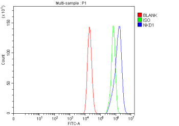 Flow Cytometry analysis of Caco-2 cells using anti-NKD1 antibody. Overlay histogram showing Caco-2 cells stained with (Blue line). To facilitate intracellular staining, cells were fixed with 4% paraformaldehyde and permeabilized with permeabilization buffer. The cells were blocked with 10% normal goat serum. And then incubated with rabbit anti-NKD1 antibody (1 ug/million cells) for 30 min at 20oC. DyLight 488 conjugated goat anti-rabbit IgG (5-10 ug/million cells) was used as secondary antibody for 30 minutes at 20oC. Isotype control antibody (Green line) was rabbit IgG (1 ug/million cells) used under the same conditions. Unlabelled sample (Red line) was also used as a control.