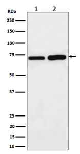Western blot analysis of PREPL expression in (1) human MCF7 cell lysate; (2) rat C6 cell lysate using PREPL antibody. Predicted molecular weight: 74-84 kDa (multiple isoforms).