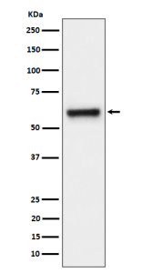 Western blot analysis of FPGS expression in human HeLa cell lysate using FPGS antibody. Predicted molecular weight ~65 kDa.