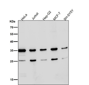 Western blot testing of human samples using the Phospho-Nucleophosmin (Ser125) antibody at 1:3000 dilution for 1 hour at room temperature. A predominant band is observed at ~35 kDa, consistent with phosphorylated NPM1 migrating slightly above its predicted 33 kDa. An additional ~26 kDa species is detected, consistent with a Ser125-containing proteolytic fragment of NPM1 that appears in some cell lysates.