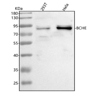 Western blot analysis of BCHE using anti-BCHE antibody. Lane 1: human 293T whole cell lysates, Lane 2: human Hela whole cell lysates. After electrophoresis, proteins were transferred to a nitrocellulose membrane at 150 mA for 50-90 minutes. Blocked the membrane with 5% non-fat milk/TBS for 1.5 hour at RT. The membrane was incubated with rabbit anti-BCHE antibody at 0.5 ug/ml overnight at 4oC, then washed with TBS-0.1%Tween 3 times with 5 minutes each and probed with a goat anti-rabbit IgG-HRP secondary antibody at a dilution of 1:5000 for 1.5 hour at RT. The signal was developed using enhanced chemiluminescent. A doublet is observed at ~85-90 kDa, higher than the predicted 68 kDa molecular weight. This shift is well documented and results from extensive N-linked glycosylation of the mature secreted enzyme, which adds ~15-20 kDa of carbohydrate mass. Variability in glycan composition or processing produces the characteristic doublet pattern seen for BCHE in multiple mammalian cell types.