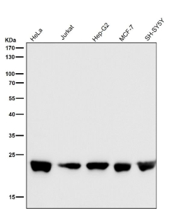 Western blot testing of human samples using the RALA antibody at 1:5000 dilution for 1 hour at room temperature. Predicted molecular weight ~24 kDa.