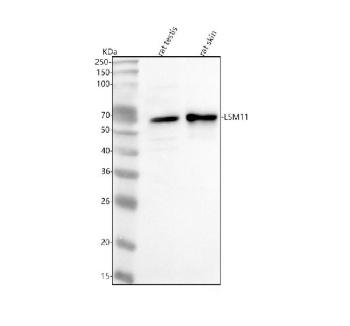 Western blot analysis of LSM11 using anti-LSM11 antibody. Lane 1: rat testis tissue lysates, Lane 2: rat skin tissue lysates. After electrophoresis, proteins were transferred to a nitrocellulose membrane at 150 mA for 50-90 minutes. Blocked the membrane with 5% non-fat milk/TBS for 1.5 hour at RT. The membrane was incubated with rabbit anti-LSM11 antibody at 0.5 ug/ml overnight at 4oC, then washed with TBS-0.1%Tween 3 times with 5 minutes each and probed with a goat anti-rabbit IgG-HRP secondary antibody at a dilution of 1:5000 for 1.5 hour at RT. The signal was developed using enhanced chemiluminescent. A distinct band is observed at approximately 68 kDa, higher than the predicted molecular weight of 40 kDa. This upward shift is consistent with reports that LSM11 forms detergent-resistant complexes with FLASH and LSM10 and can undergo phosphorylation-dependent mobility shifts. The ~68 kDa band likely represents the complexed or post-translationally modified form of LSM11 detected under standard denaturing conditions.