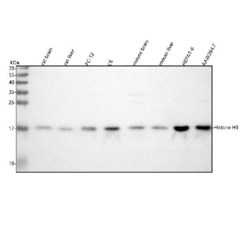 Western blot analysis of Histone H3 using anti-Histone H3 antibody. Lane 1: rat brain tissue lysates, Lane 2: rat liver tissue lysates, Lane 3: rat PC-12 whole cell lysates, Lane 4: rat C6 whole cell lysates, Lane 5: mouse brain tissue lysates, Lane 6: mouse liver tissue lysates, Lane 7: mouse HEPA1-6 whole cell lysates, Lane 8: mouse RAW264.7 whole cell lysates. After Electrophoresis, proteins were transferred to a Nitrocellulose membrane at 150mA for 50-90 minutes. Blocked the membrane with 5% Non-fat Milk/ TBS for 1.5 hour at RT. The membrane was incubated with rabbit anti-Histone H3 antibody at 0.25 ug/ml overnight at 4oC, then washed with TBS-0.1%Tween 3 times with 5 minutes each and probed with a goat anti-rabbit IgG-HRP secondary antibody at a dilution of 1:5000 for 1.5 hour at RT. The signal was developed using enhanced chemiluminescent. A specific band was detected for Histone H3 at approximately 17 kDa. The expected molecular weight of Histone H3 is at 15 kDa.
