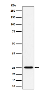 Western blot analysis of CFD expression in human THP-1 cell lysate using the CFD antibody. Predicted molecular weight ~27 kDa.